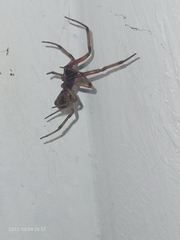 Steatoda nobilis