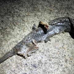 Gloydius ussuriensis