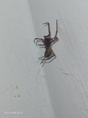 Steatoda nobilis