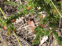 Micrantheum ericoides