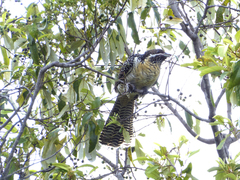 Eudynamys orientalis