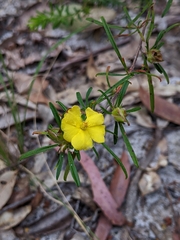 Hibbertia linearis