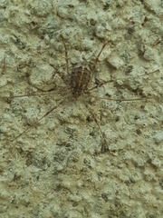 Opilio saxatilis