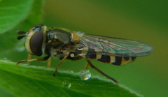 Eupeodes corollae