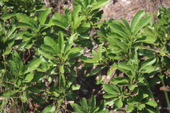 Pittosporum tobira