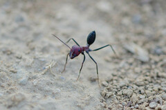Cataglyphis nodus