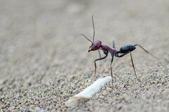 Cataglyphis nodus
