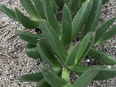 Carpobrotus