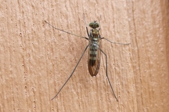 Liancalus virens