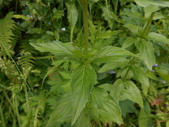 Epilobium alpestre