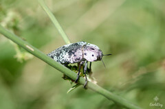 Capnodis miliaris