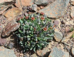 Acrodon bellidiflorus