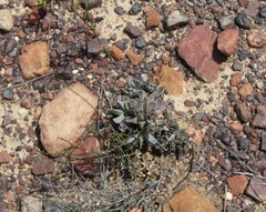 Acrodon bellidiflorus