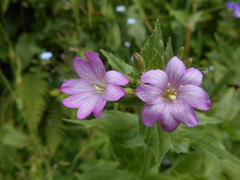 Epilobium alpestre