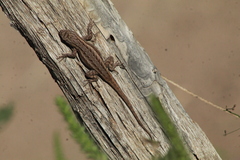 Sceloporus edbelli