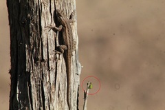 Diabrotica balteata