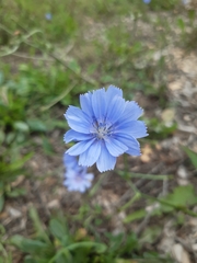 Cichorium intybus