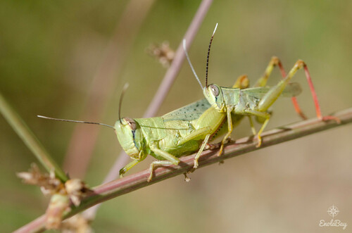 Heteracris pterosticha