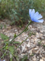 Cichorium intybus