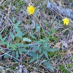 Hieracium sabaudum