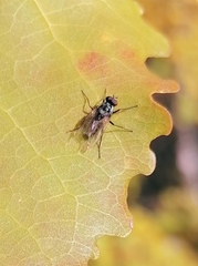 Anthomyia procellaris