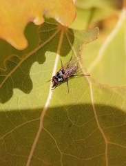 Anthomyia procellaris