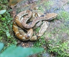 Bothrops jararaca