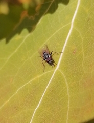 Anthomyia procellaris