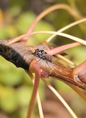 Anthomyia procellaris