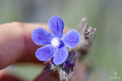 Anchusa