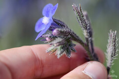Anchusa