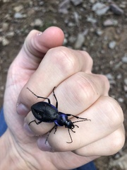 Carabus problematicus