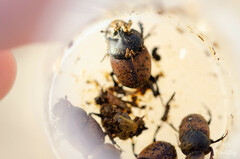 Onthophagus gibbulus