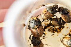 Onthophagus gibbulus