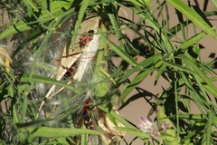Lygaeus reclivatus