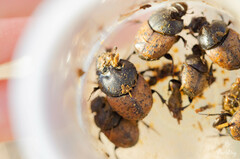 Onthophagus gibbulus