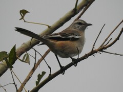 Mimus triurus