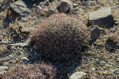 Acantholimon