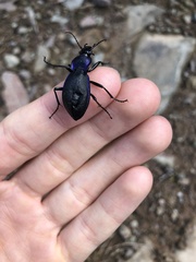Carabus problematicus