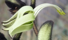 Macropidia fuliginosa