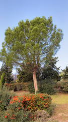 Pinus pinea