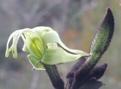 Macropidia fuliginosa