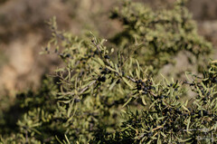Rhamnus erythroxyloides