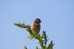 Emberiza cioides