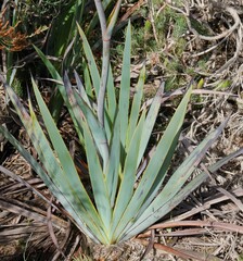 Macropidia fuliginosa