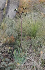 Macropidia fuliginosa