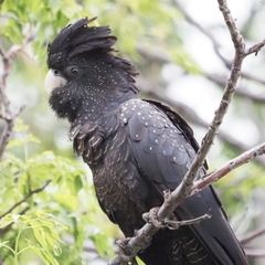 Calyptorhynchus banksii