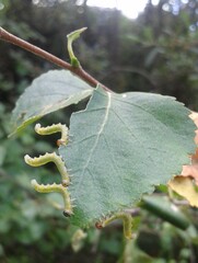 Pristiphora testacea