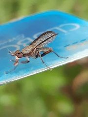 Coremacera marginata