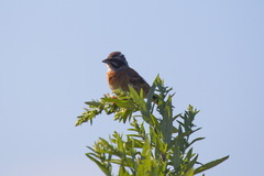 Emberiza cioides